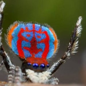 araña