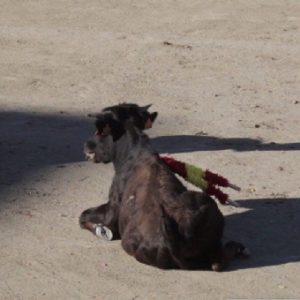 torturas-toros-españa